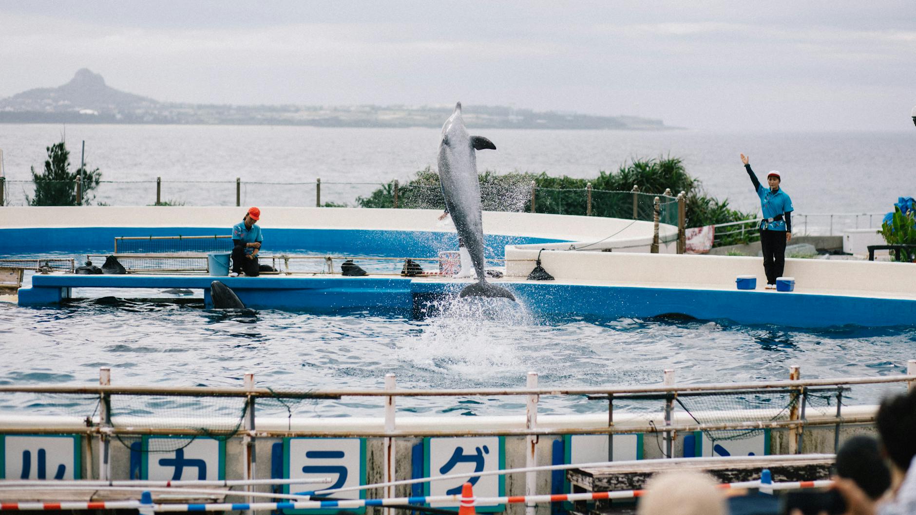 2026年の沖縄旅行ガイド|家族で楽しむ観光スポットとお得な航空券情報