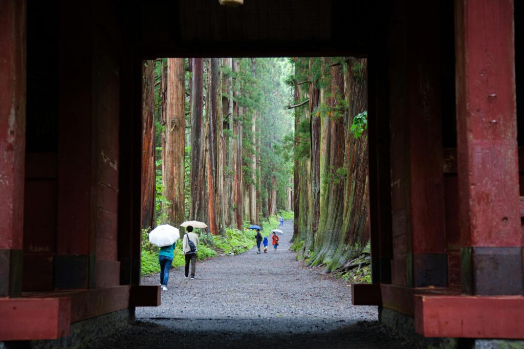 forest walk in nagano during rainy day